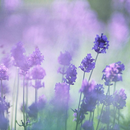 Fleurs Lavender Jigsaw Puzzle APK