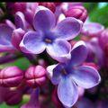Lilac Jigsaw Puzzles