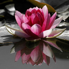 Fleurs Lotus Jigsaw Puzzle icône