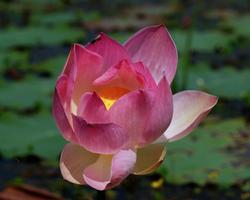 Lotus Flower Jigsaw Puzzles screenshot 3