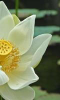 Fleurs Lotus Jigsaw Puzzle Affiche