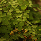 Maidenhair Flower Puzzles-icoon