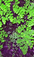 Maidenhair Flower Puzzles-poster