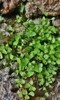 Maidenhair Flowers Puzzlе imagem de tela 2