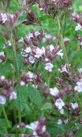 Marjoram Flower Jigsaw Puzzles screenshot 2