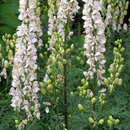 Fleurs Monkshood Jigsaw Puzzle APK