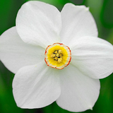 Fleurs Narcissus Jigsaw Puzzl icône