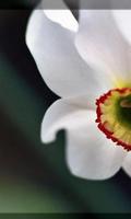 Fleurs Narcissus Jigsaw Puzzl Affiche