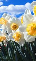 Fleurs Narcissus Jigsaw Puzzl capture d'écran 1