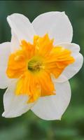 Fleurs Narcissus Jigsaw Puzzl capture d'écran 2