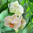 Fleurs Orchid Jigsaw Puzzle