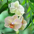 Fleurs Orchid Jigsaw Puzzle icône