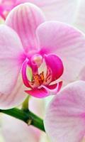 Fleurs Orchid Jigsaw Puzzle Affiche