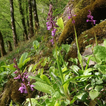 Orchis Jigsaw Puzzles