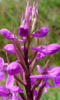 1 Schermata Orchis Fiori Jigsaw Puzzle