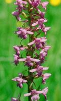 2 Schermata Orchis Fiori Jigsaw Puzzle