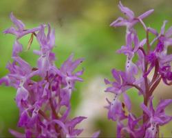 Fleurs Orchis Jigsaw Puzzle capture d'écran 3