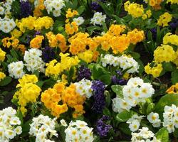 3 Schermata Primrose Flowers Jigsaw Puzzle