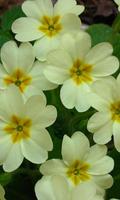 Primrose flores juego puzzles captura de pantalla 2
