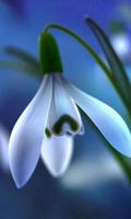 Snow Drops Jigsaw Puzzles poster