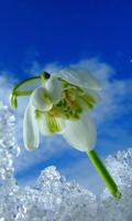 برنامه‌نما Snow Drops Jigsaw Puzzles عکس از صفحه