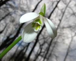 Snow Drops Jigsaw Puzzles screenshot 3