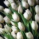 Tulip Jigsaw Puzzles APK