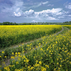 Fleurs wintercress Puzzle icône