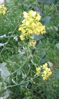 Wintercress Flowers Puzzle poster