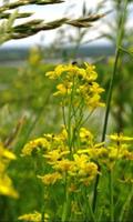 Fleurs wintercress Puzzle capture d'écran 1