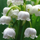 lily of the valley Puzzles آئیکن