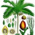Latin Names of Plants