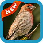 آیکون‌ Finch Wallpaper