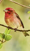 برنامه‌نما Finch Wallpaper عکس از صفحه