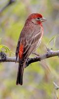 برنامه‌نما Finch Wallpaper عکس از صفحه