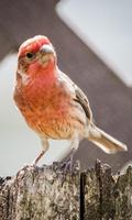 برنامه‌نما Finch Wallpaper عکس از صفحه