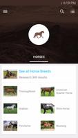 Horse Breeds Equestrian Guide Affiche