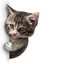 Catbusters: Find the Cat APK