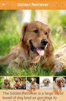 Dog breeds catalog capture d'écran 2