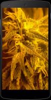 Marijuana Wallpapers capture d'écran 1