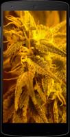 Marijuana Wallpapers تصوير الشاشة 1