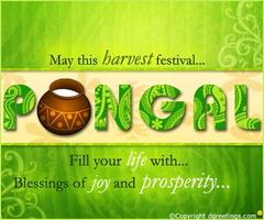 Pongal Greetings, Wishes capture d'écran 3