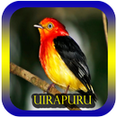 Uirapuru do cantos APK