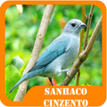 Brazilian Sanhaco cinzento birds