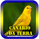 Canario da terra do cantos APK