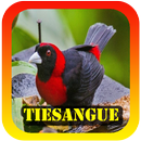 Femea cantos de tiesangue APK