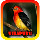 Femea canto de Uirapuru APK