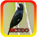 Femea canto de Bicudo APK