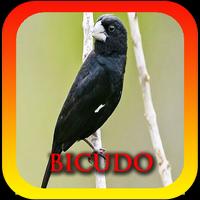 Femea canto de Bicudo 海报