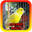 Femea canto de Canario Belga